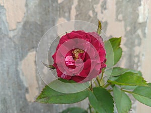 Red Verigated Rose photo