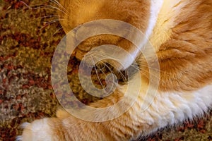 A red and very smart cat named Red is sleeping