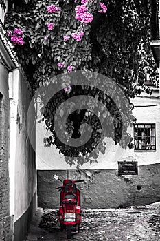 Red vespa scooter under a pink flowers tree