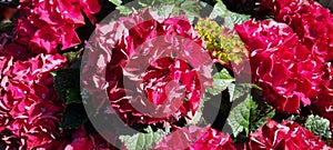red vibrant hydranga macrophylla flower closeup