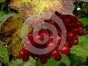 Red viburnum