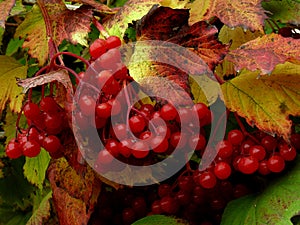 Red viburnum