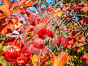 Red viburnum against the blue sky in autumn