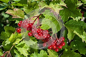 Red viburnum berries