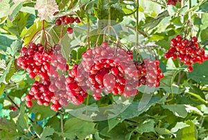 Red viburnum berries
