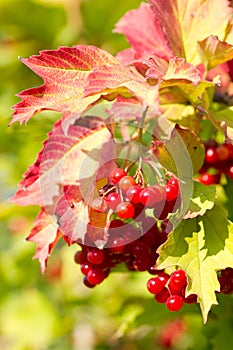 Red Viburnum berries