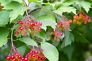 Red viburnum berries on a branch in the garden. Viburnum viburnum opulus berries and leaves