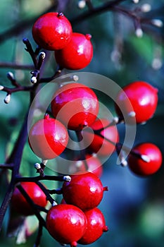 Red viburnum berries close up