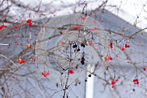 Red viburnum berries in cold