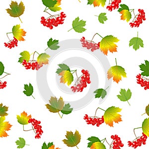 Red viburnum berries and colorful, beautiful leaves.