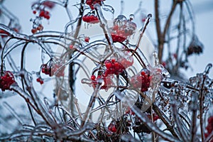 Red viburnum berries frozen by the first frosts in December.