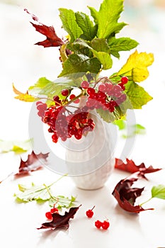 Red viburnum berries and gloriosa