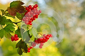 Red Viburnum berries
