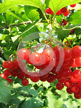 Red viburnum berry