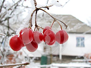 Red viburnum berry on frost