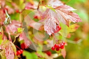 Red viburnum on a branch