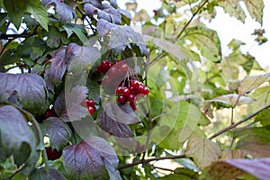 Red viburnum branch in the garden. Berries and leaves of viburnum in autumn. Bouquet of red berries of viburnum on a branch