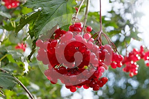 Red viburnum close up