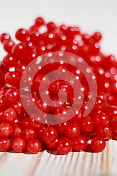 Red viburnum of fresh harvest on a light background closeup