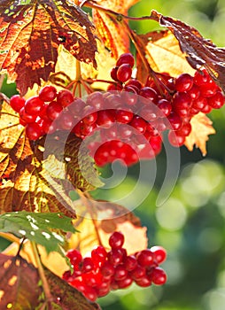 Red viburnum in a garden