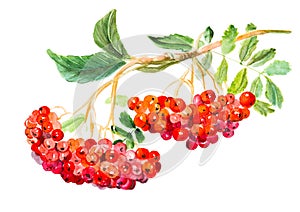 Red viburnum opulus, common name guelder-rose, branch with leaves and berries, medicinal plant. Watercolor hand drawn