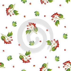 Red viburnum opulus - guelder-rose - branch with leaves and berries - autumn greeting card