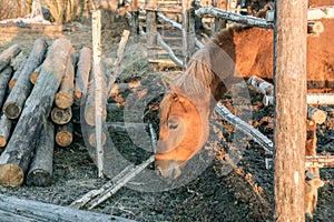 A red village horse eats up the rest of the hay behind a wooden fence in the early morning