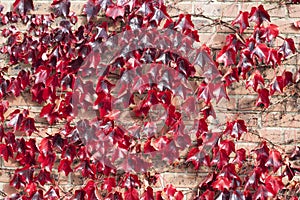 Red Vine Creaper Leaves