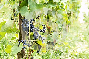 Red vine grapes in Switzerland in summer