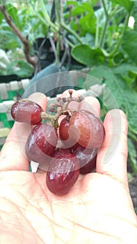 red vine so healty and juicy