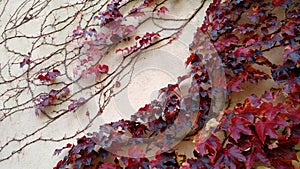 Red vine leaves running on a wall