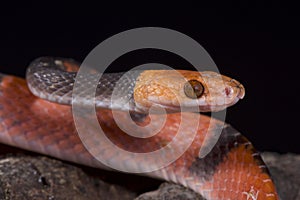 Red vine snake, Siphlophis compressus