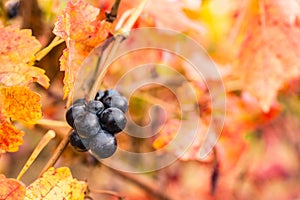 Red vineyards in the appellation of origin The valleys of Benavente in Zamora Spain