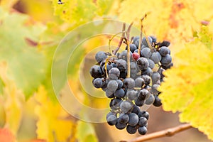 Red vineyards in the appellation of origin The valleys of Benavente in Zamora Spain photo