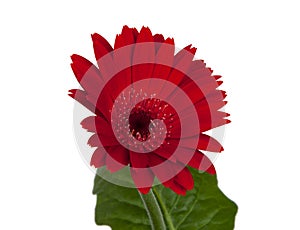 red vintage fresh gerbera flower isolated on  the white background