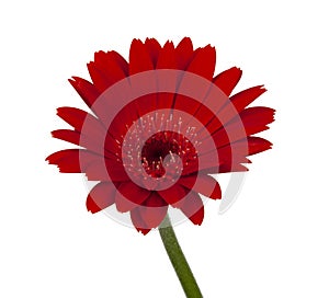 red vintage fresh gerbera flower isolated on  the white background