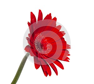 red vintage fresh gerbera flower isolated on  the white background