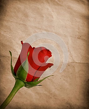 Red vintage rose
