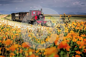 A red vintage steam locomotive on a narrow - gauge railway passing orange flowers on a farm at Sandstone Estates,  South Africa