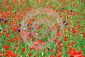 Red and Violet Poppy Field Papaver Somniferum L Poppy Colorful Floral Portrait