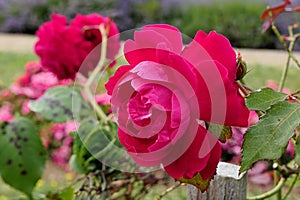 Red-violet rose flower cultivar Gruss An Teplitz, established by famous rose breeder Rudolf Geschwind