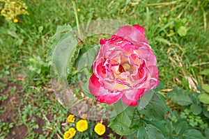A red and violet rose in a garden in summer.
