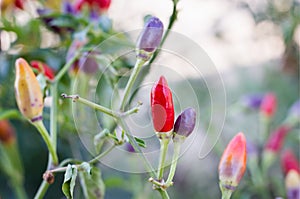 Red and violet small chilli group on tree, spicy Thai herb fresh colourful ingredient vegetable