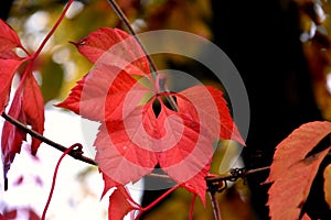 Red virginia creeper,  parthenocissus quinquefolia