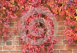 Red Virginia Creeper trailing over a red brick wall
