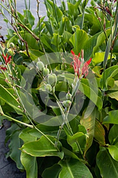 Red vivid Canna indica flower and spiky fruits, purple arrowroot, decorative plant