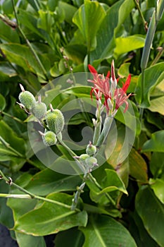 Red vivid Canna indica flower and spiky fruits, purple arrowroot, decorative plant