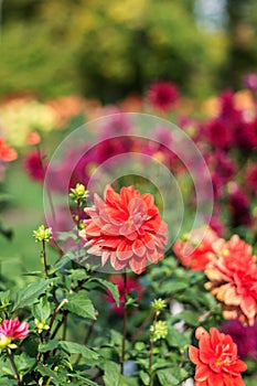 Red  vivid  dahlia flowers growing outdoors in sunny day in autumn time in botanical park