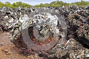 Red volcanic rock covered in lichen on Las Tintoreras islet off Puerto Villamil