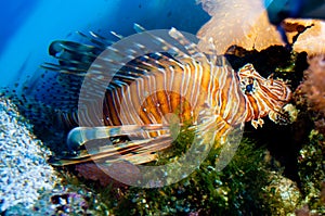Red or Volitan Lionfish